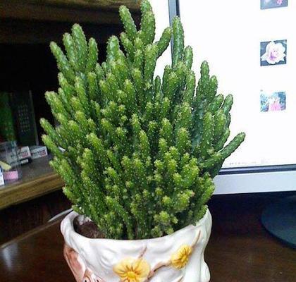 孔雀石仙人掌的养殖技巧有哪些？