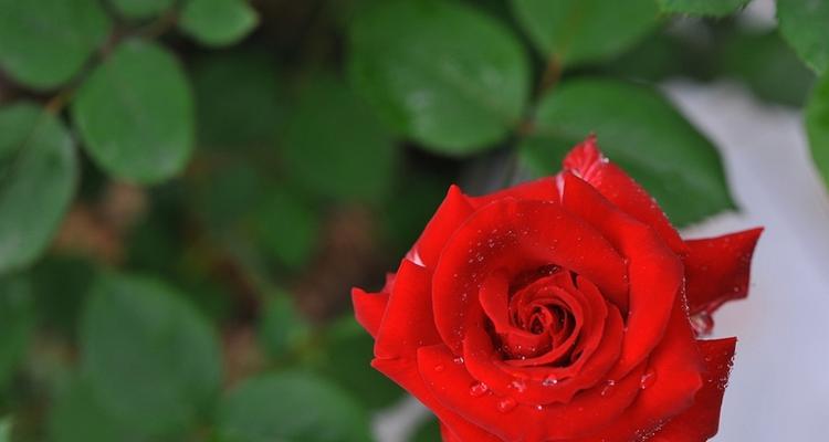 生态玫瑰花的养殖方法有哪些？需要特别注意什么？