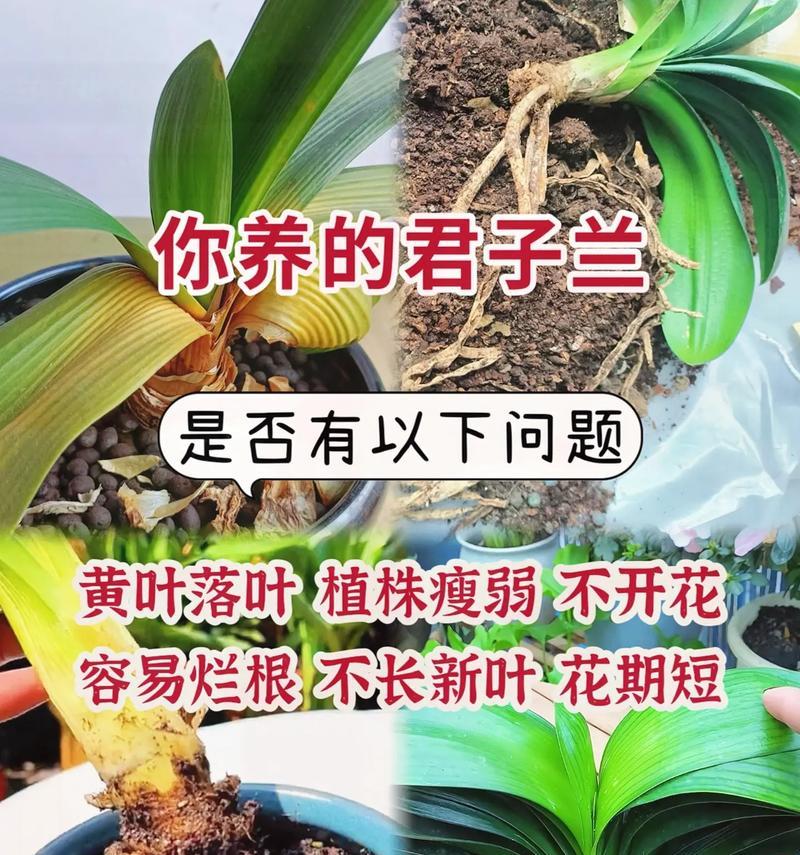 君子兰叶子形状有何特点？与普通菜叶有何不同？
