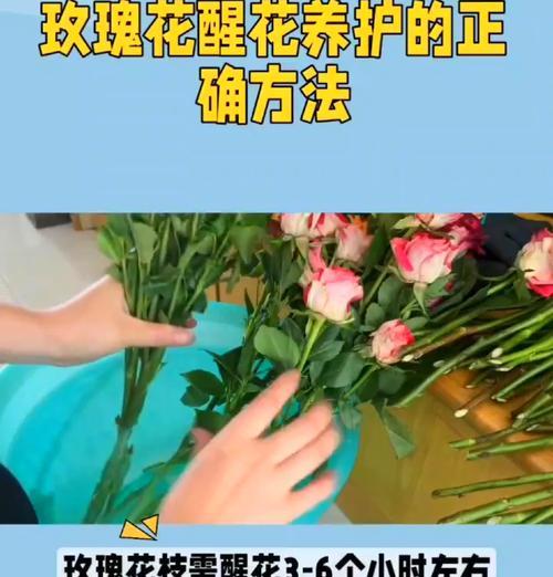 菜园玫瑰花的养护和浇水技巧是什么？