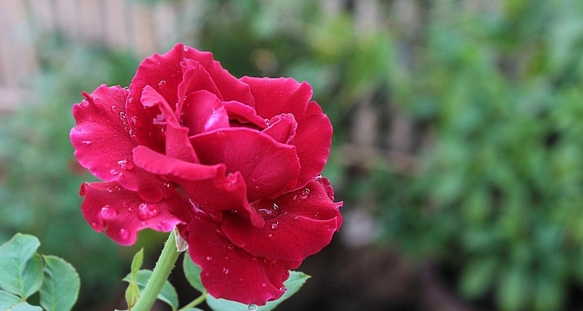 菜园玫瑰花的养护和浇水技巧是什么？
