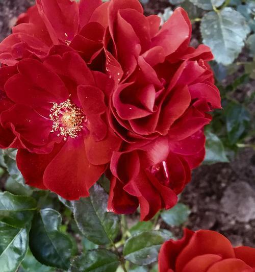 菜园玫瑰花的养护和浇水技巧是什么？
