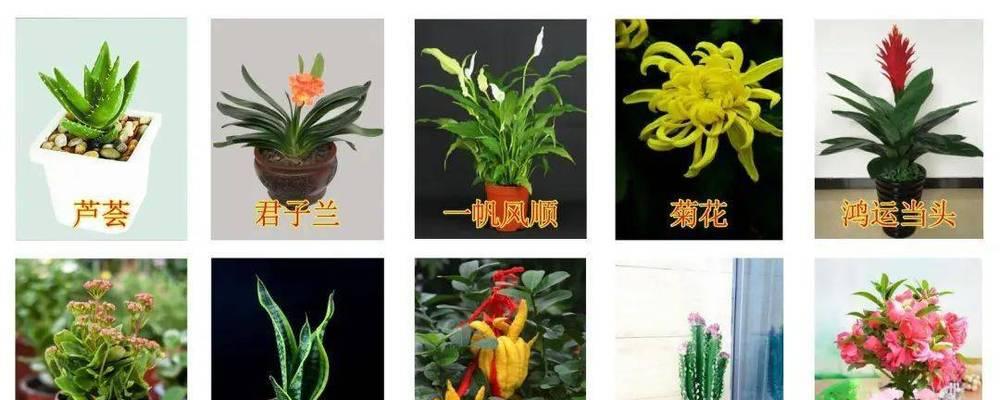君子兰与发财树的养殖技巧是什么？