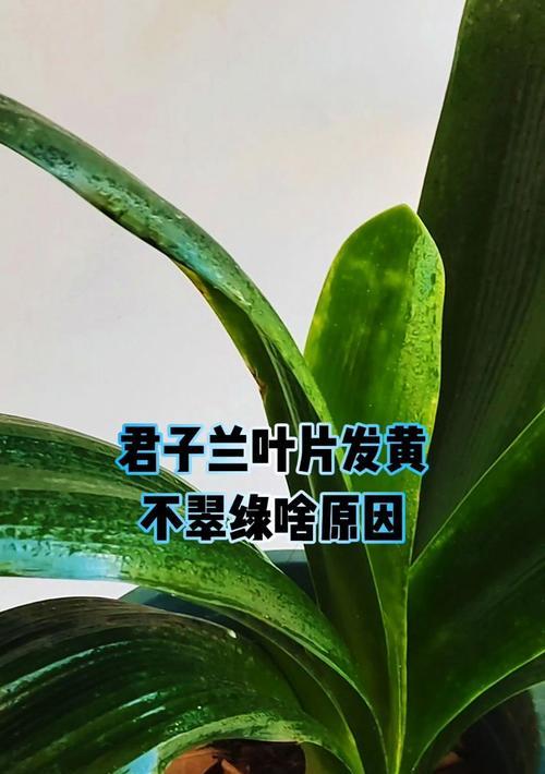 君子兰新叶子增多的原因是什么？