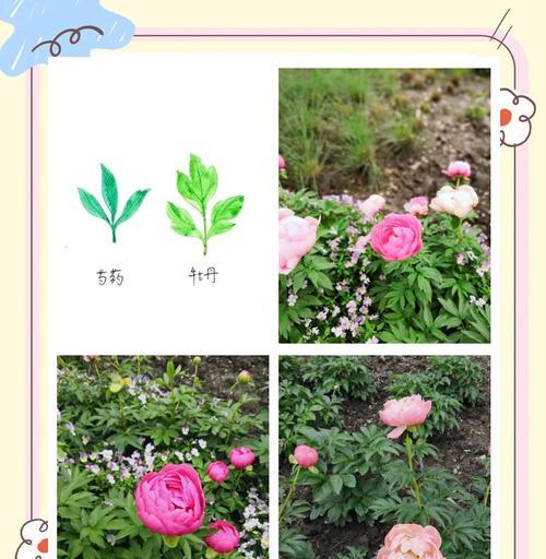 牡丹花和芍药花苞干枯是什么原因？如何解决？