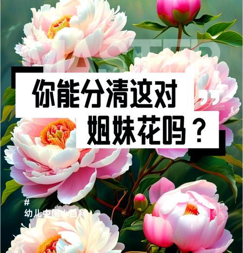 牡丹花和芍药花苞干枯是什么原因？如何解决？