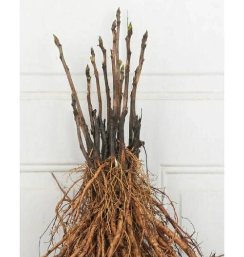 牡丹花秋季种植技巧有哪些？如何确保成活率？