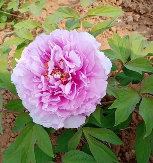 牡丹花秋季种植技巧有哪些？如何确保成活率？