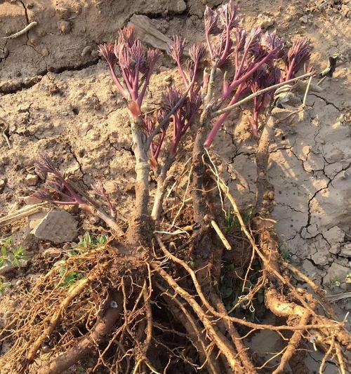 牡丹花秋季种植技巧有哪些？如何确保成活率？
