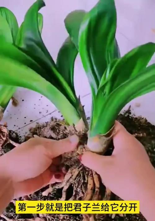君子兰使用颗粒料养殖好吗？正确的使用方法是什么？