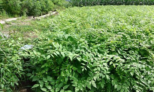 玫瑰花催苗芽怎么养护？如何提高成活率？
