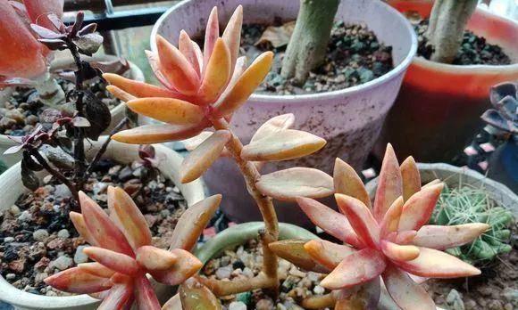 蛭石生根仙人球开花秘诀是什么？