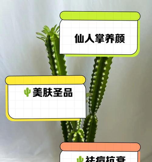 仙人掌种植用沙土的处理方法是什么？