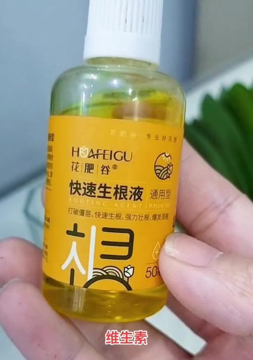 君子兰扦插到什么阶段适合移栽？有哪些判断标准？