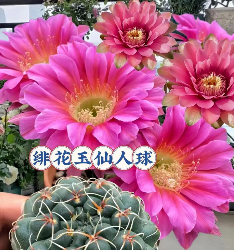 玫瑰彩草仙人球的养护难度和方法？