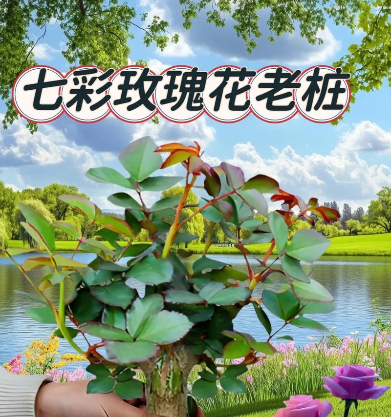 玫瑰彩草仙人球的养护难度和方法？