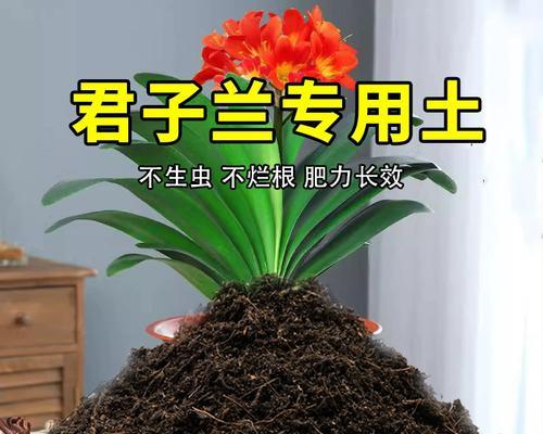 君子兰种植需要什么样的土壤？如何配制？