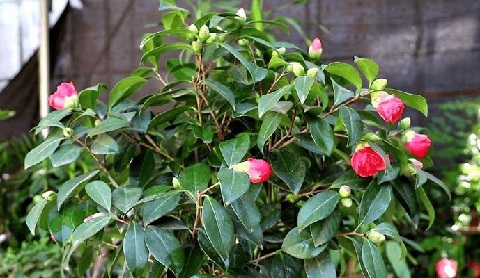 山茶玫瑰花的正确养护方法是什么？如何处理常见问题？