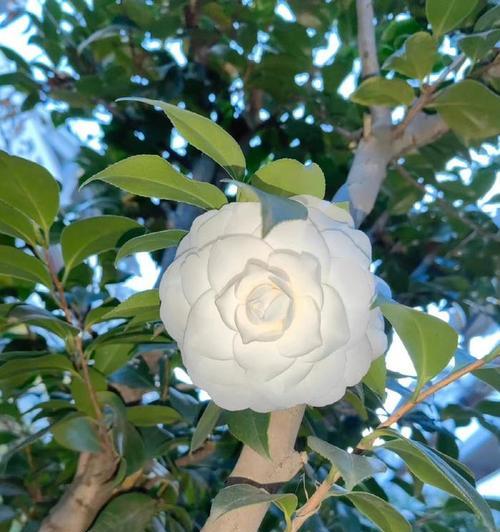 山茶玫瑰花的正确养护方法是什么？如何处理常见问题？