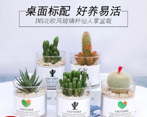 仙人球盆栽头顶开花怎么回事？是否正常？