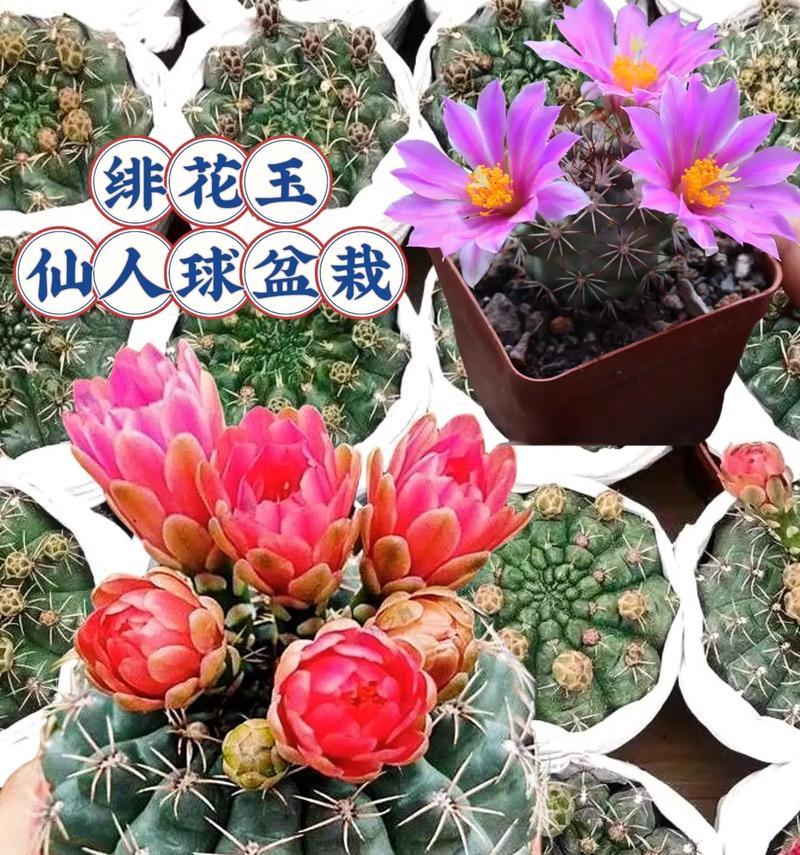 仙人球盆栽头顶开花怎么回事？是否正常？