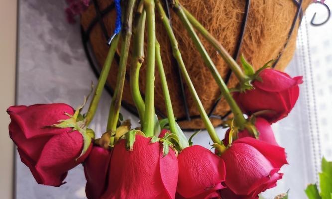 玫瑰花受冷吗怎么养护好？玫瑰花受冷的养护方法是什么？