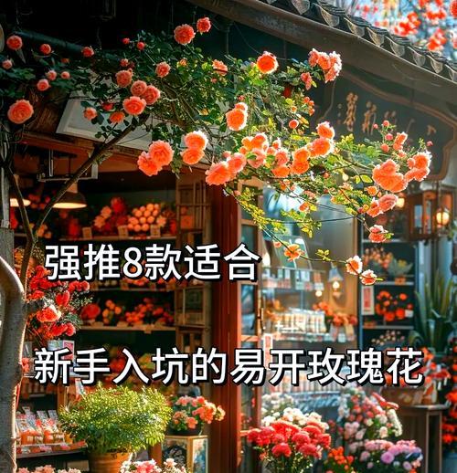 玫瑰花受冷吗怎么养护好？玫瑰花受冷的养护方法是什么？