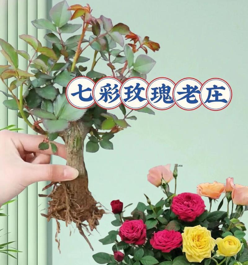 玫瑰花受冷吗怎么养护好？玫瑰花受冷的养护方法是什么？