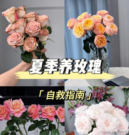 玫瑰花的寿命有多长？如何延长其观赏期？