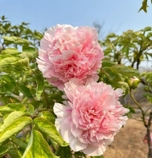 桑牡丹花的正确养护方式是什么？如何确保其健康生长？