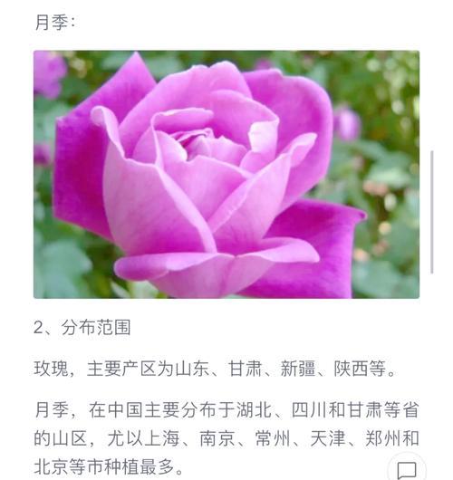 芍药花苗与牡丹花的区别是什么？如何区分？