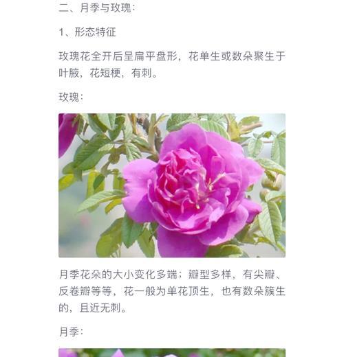 芍药花苗与牡丹花的区别是什么？如何区分？