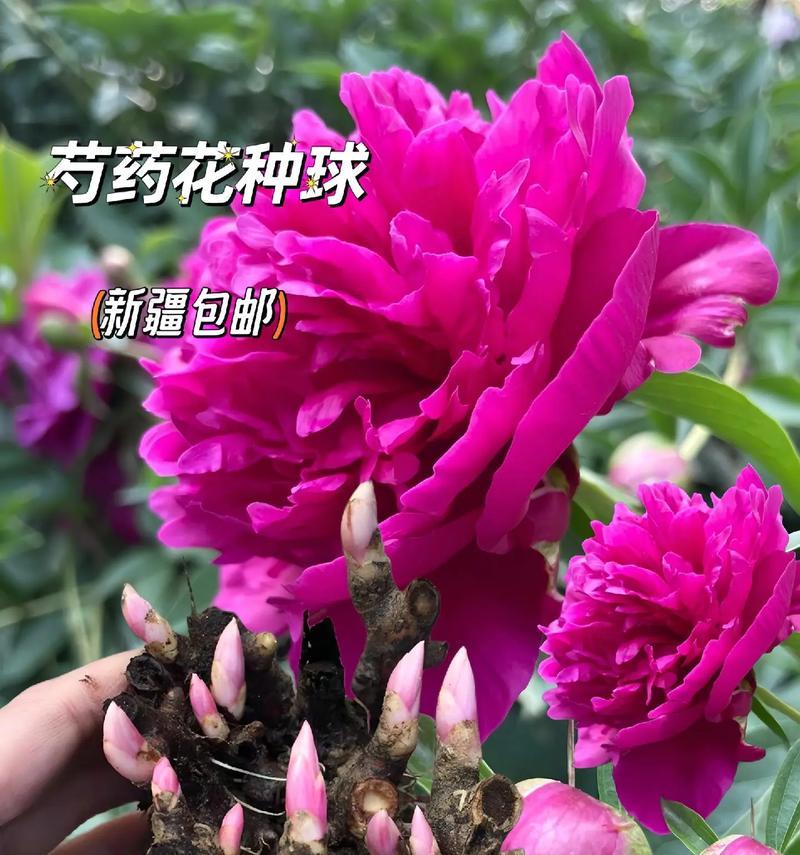 芍药花苗与牡丹花的区别是什么？如何区分？