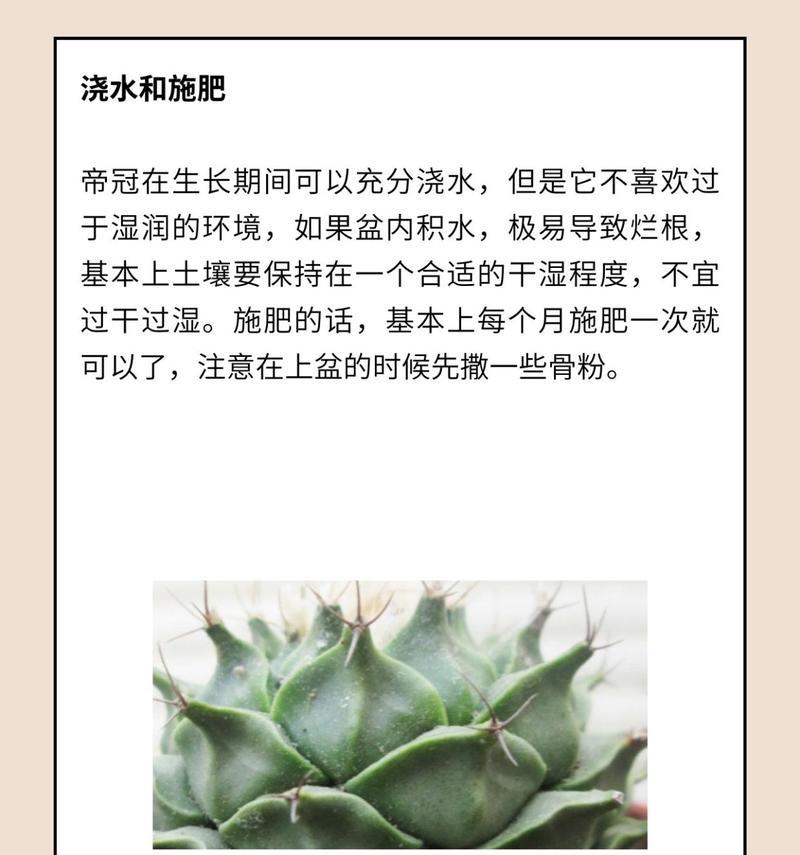 小型仙人掌的养殖方法和注意事项有哪些？