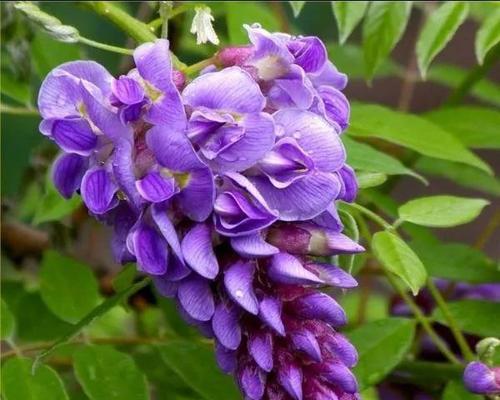 君子兰双瓣花开花结果需要多长时间？如何促进开花？