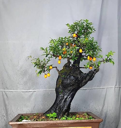 君子兰双瓣花开花结果需要多长时间？如何促进开花？
