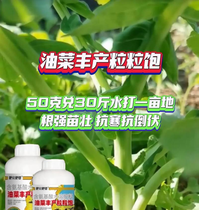君子兰双瓣花开花结果需要多长时间？如何促进开花？