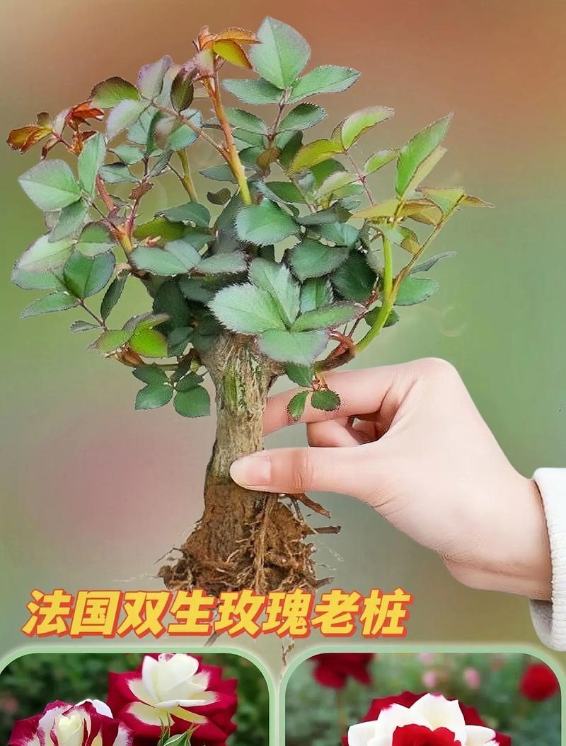 多伦盆栽玫瑰花的养护技巧是什么？