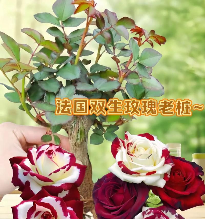 多伦盆栽玫瑰花的养护技巧是什么？