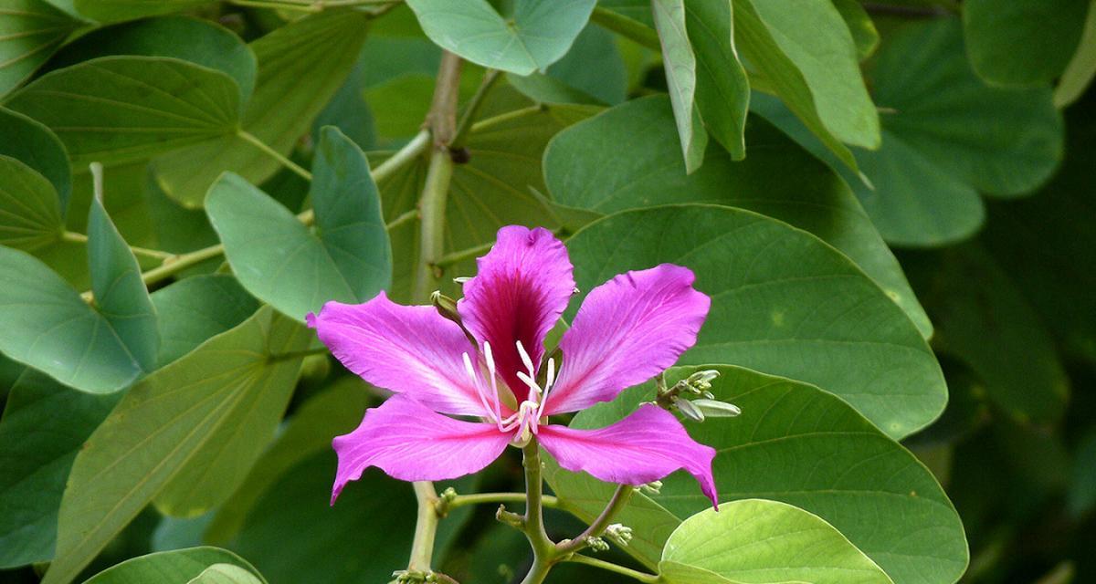 紫荆花仙人掌的养殖方法是什么？