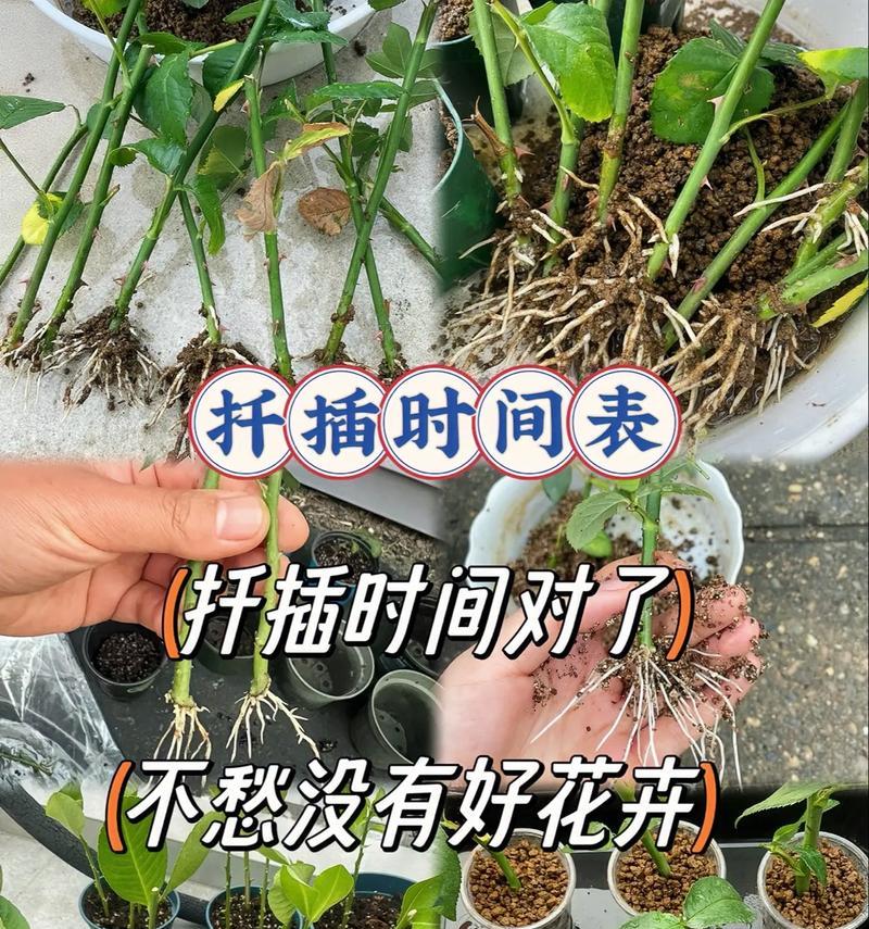 玫瑰花插扦的正确步骤是什么？