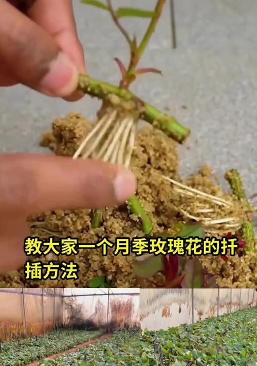 玫瑰花插扦的正确步骤是什么？