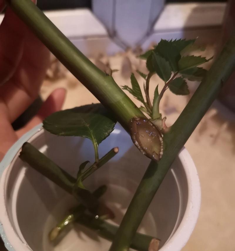 玫瑰花插扦的正确步骤是什么？