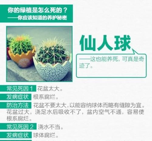大棵金色仙人球的养护要点是什么？如何防止病虫害？