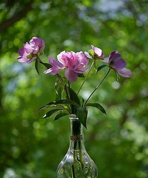 牡丹花放花瓶生根的正确方法是什么？