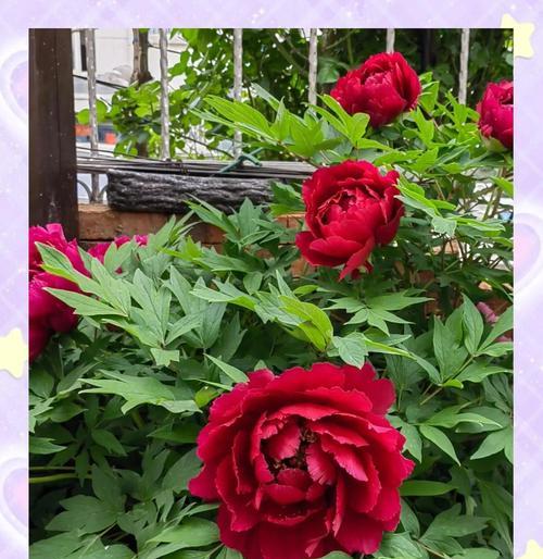 墨牡丹花的开花期是什么时候？结果期又如何？