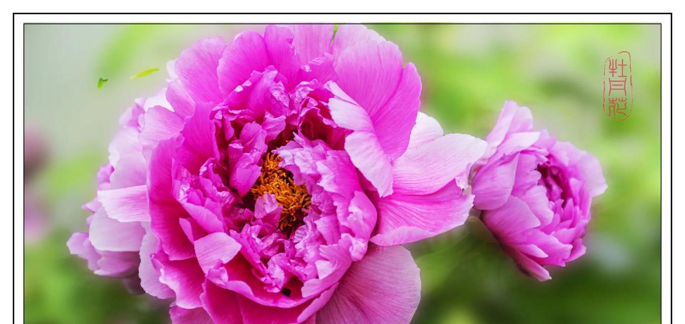 墨牡丹花的开花期是什么时候？结果期又如何？
