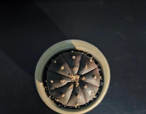 仙人球兜棱间发黄是什么原因造成的？