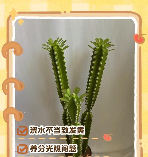 仙人掌为何不长大？如何促进其生长？