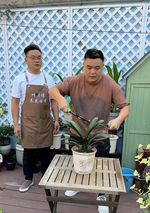 君子兰群兰快速种植的方法是什么？